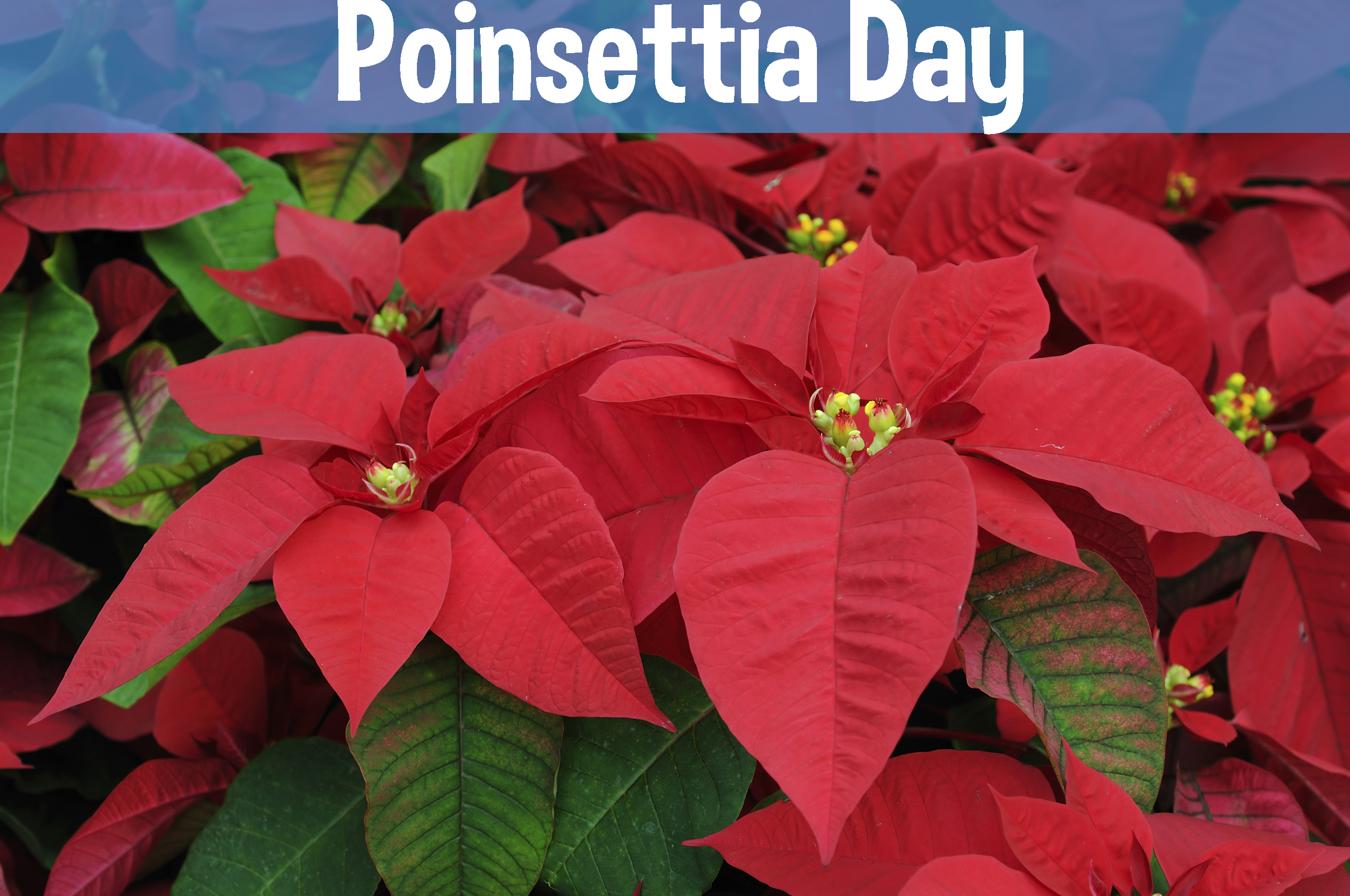 Poinsettia Day